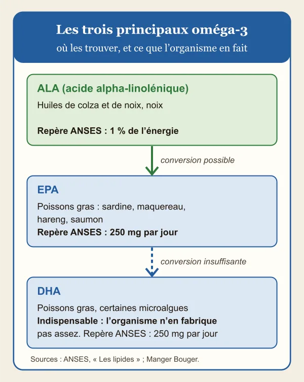 Schéma des trois principaux oméga-3 : l’ALA, présent dans les huiles de colza et de noix et les noix, avec un repère ANSES de 1 % de l’énergie ; il peut être converti en EPA, présent dans les poissons gras, avec un repère de 250 mg par jour ; la conversion vers le DHA est insuffisante, si bien que le DHA, présent dans les poissons gras et certaines microalgues, est indispensable, avec un repère de 250 mg par jour.